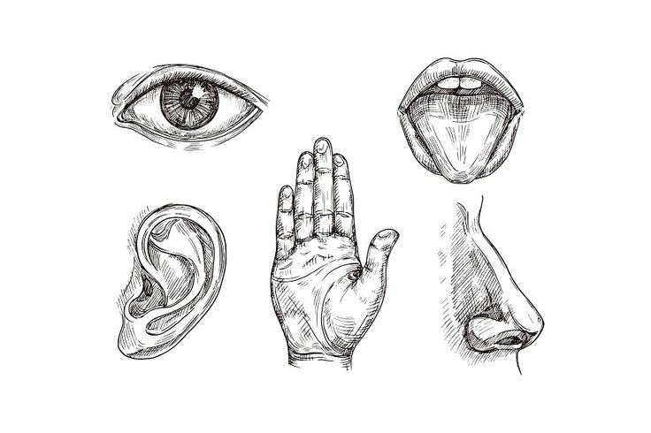 hand and eye with different types of human body parts, including an ear, nose, mouth