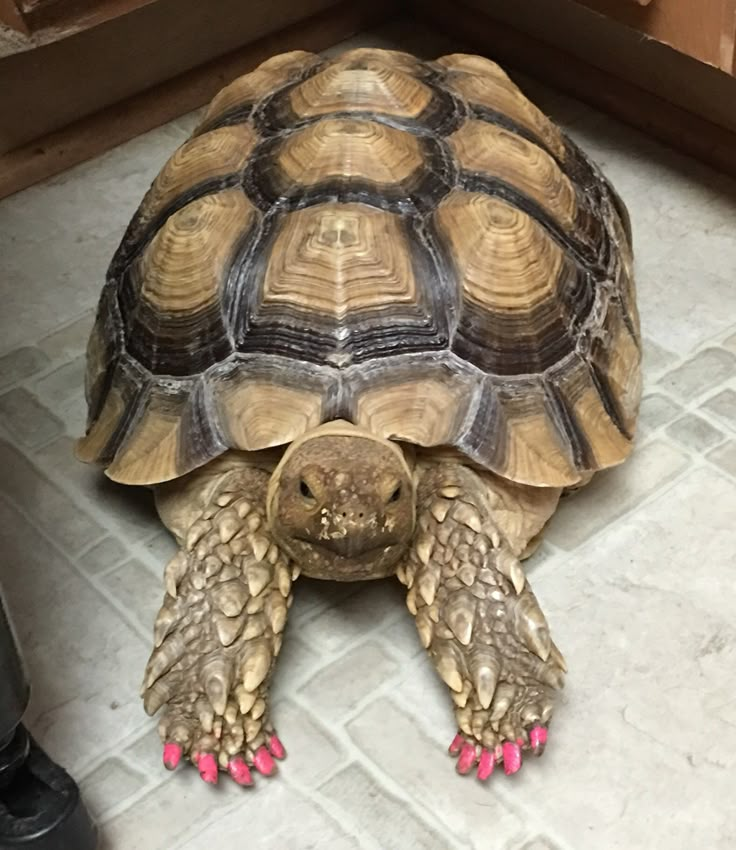 a large turtle with pink nails on it's feet