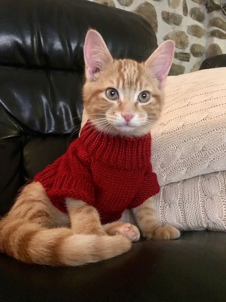 an orange tabby cat wearing a red sweater sits on a black leather couch next to pillows