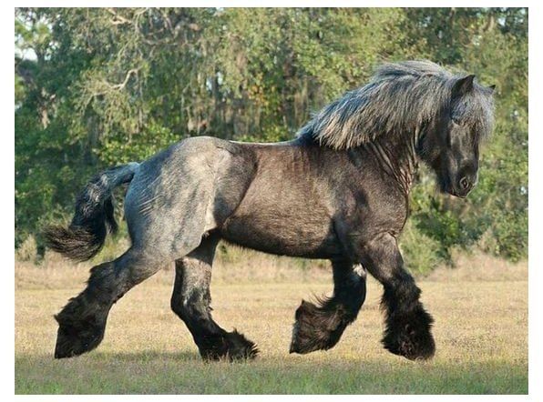 a black and grey horse walking across a grass covered field with trees in the background