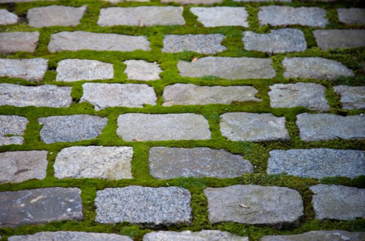 a brick walkway with grass growing on it