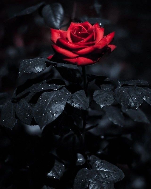 a red rose with water droplets on it's petals in black and white photo