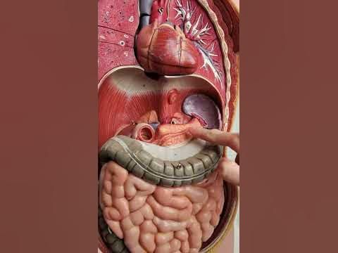 an image of the human body and its organs