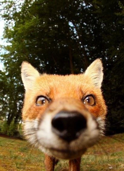 a close up of a fox's face with trees in the background