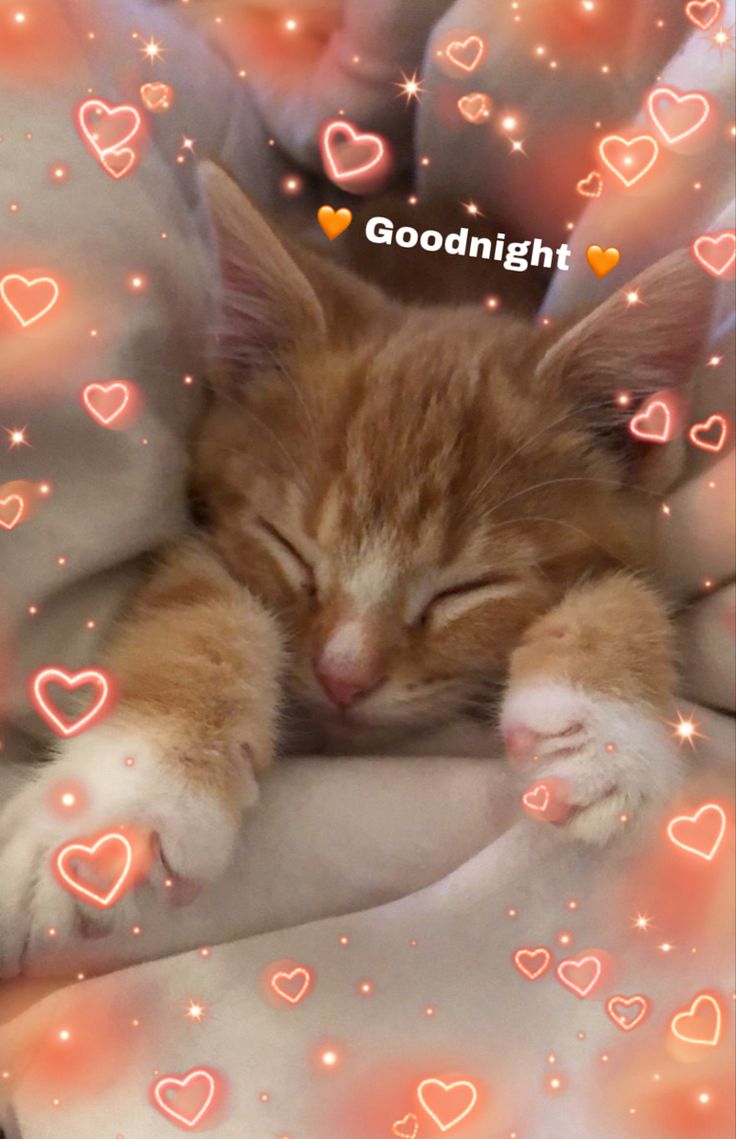 an orange and white kitten sleeping on top of a bed with hearts all over it