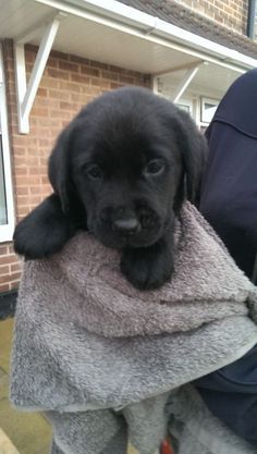 a black puppy is wrapped in a towel