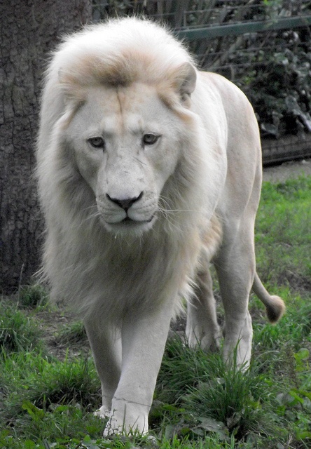 a large white lion walking across a lush green field