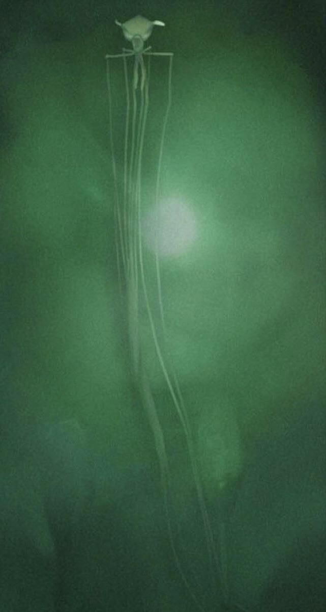 an abstract photograph of a flower in the dark green light, with long stems sticking out of it's petals