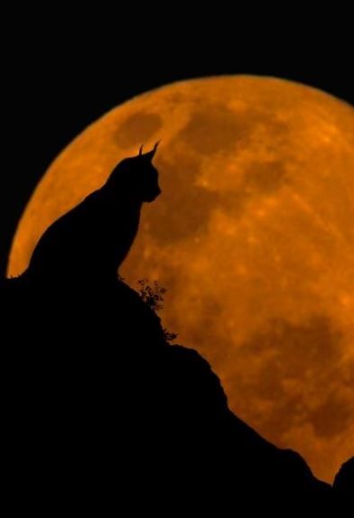 a cat sitting on top of a rock in front of a full moon