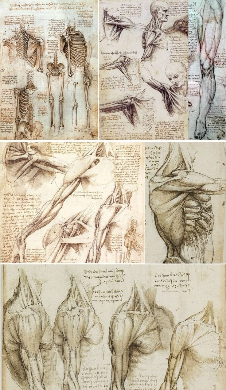 four different views of the human body in three separate sections, each with muscles drawn on it