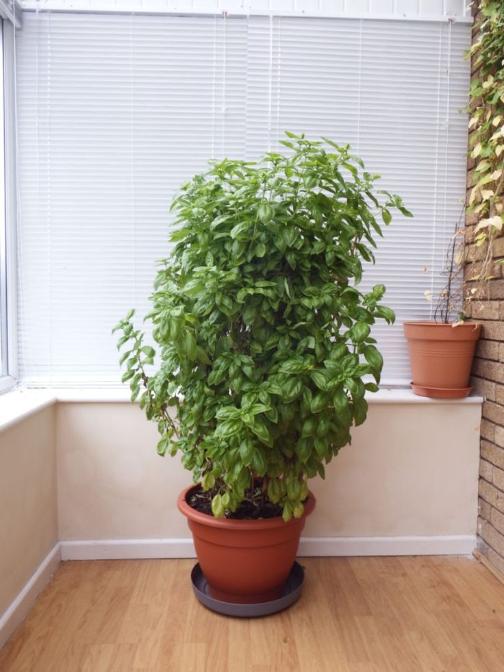 a potted plant sitting on top of a hard wood floor next to a window