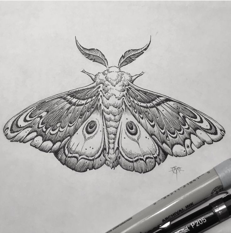 a pencil drawing of a moth on paper