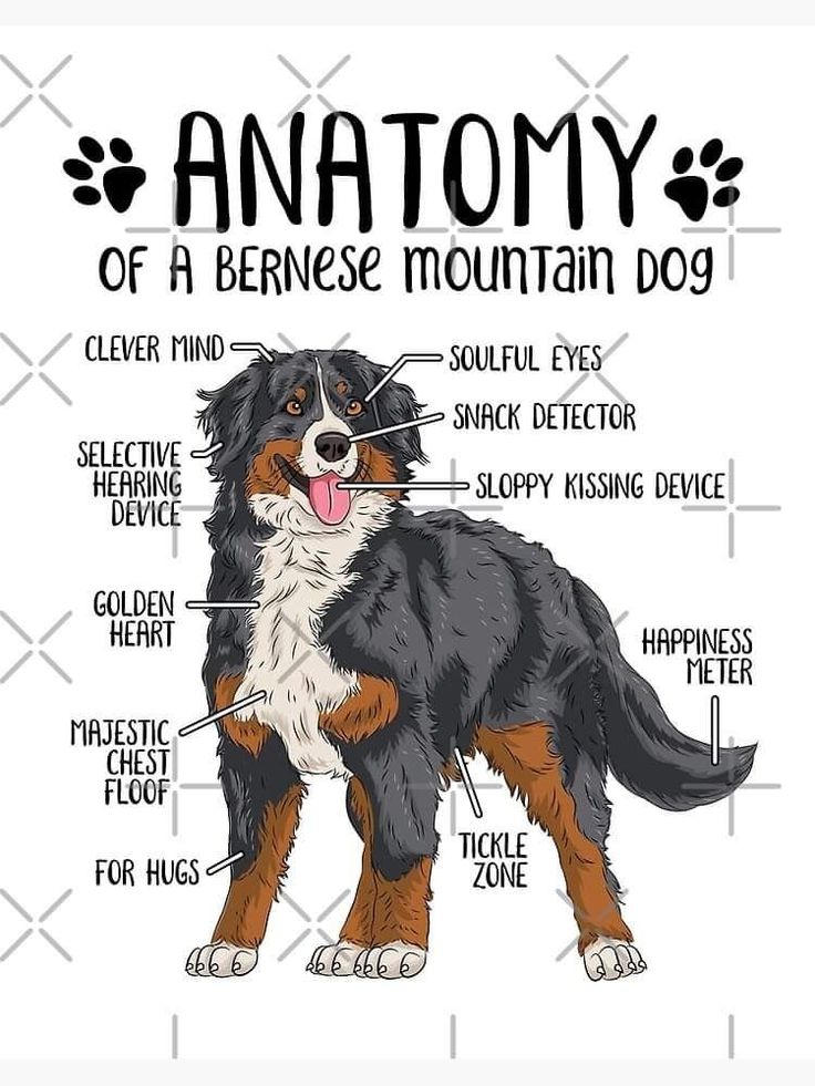 the anatomy of a bernese mountain dog