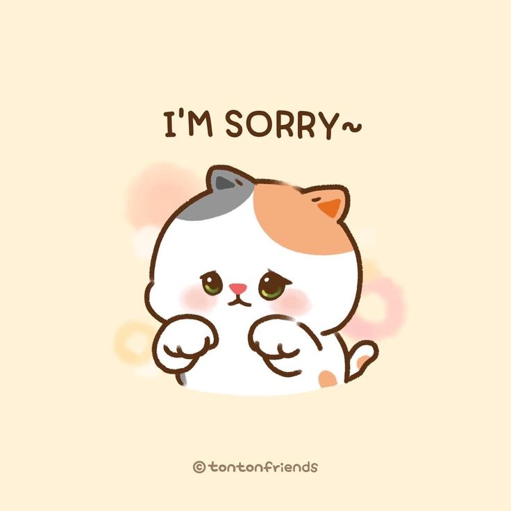 a cat with the words i'm sorry on it