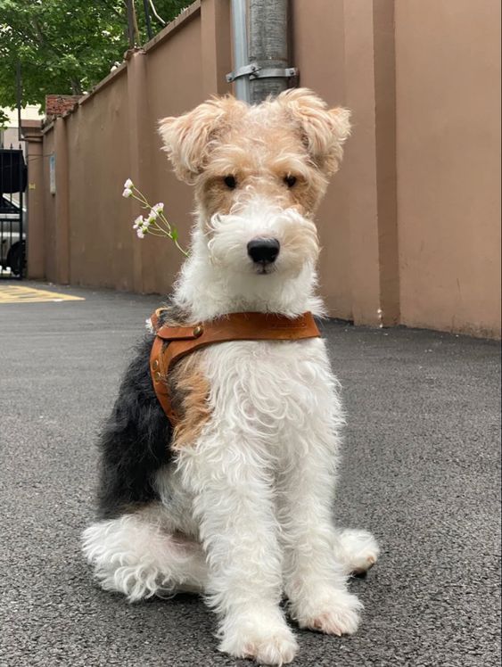 a small white and brown dog sitting on the street