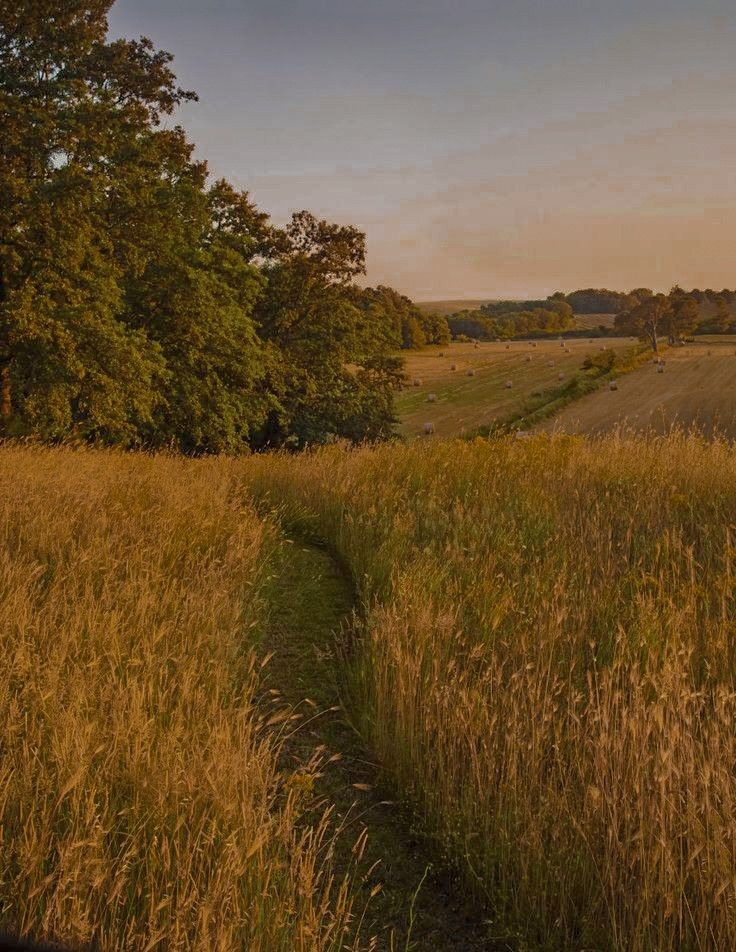 a path in the middle of a field with tall grass and trees on either side