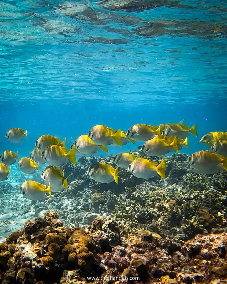 Tanote Bay Koh Tao snorkeling Ko Tao Thailand, Koh Tao Thailand, Beaches In Thailand, Thailand Scuba Diving, Thailand Koh Tao, Thailand Places, Thailand Snorkeling, Krabi Thailand, Thailand Travel Guide