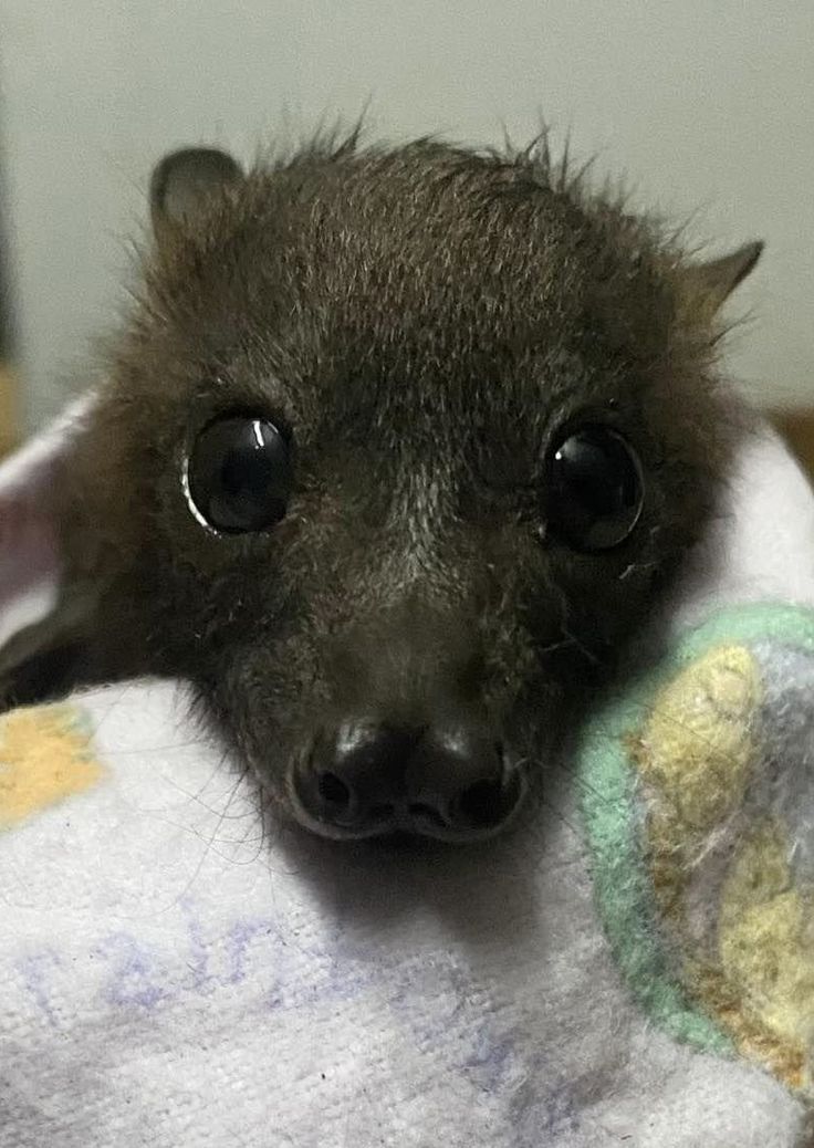 a baby bat is wrapped in a blanket and looking at the camera with big eyes