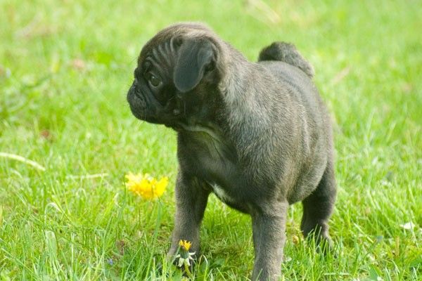 a small black pug puppy standing in the grass