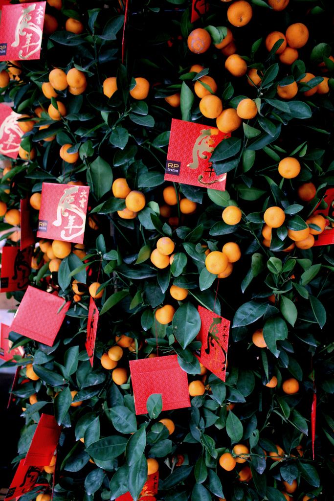 oranges are hanging on the tree with red cards