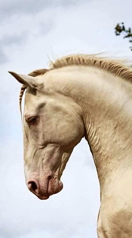 a white horse standing on top of a lush green field under a blue sky with clouds