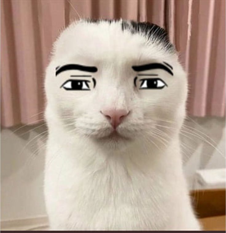 a white cat with black eyebrows and eyes drawn on it's face is looking at the camera