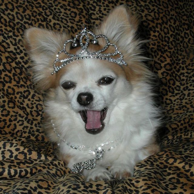 a small dog wearing a tiara on top of a leopard print blanket