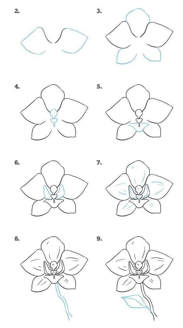 how to draw an orchid flower step by step instructions for beginners, with pictures