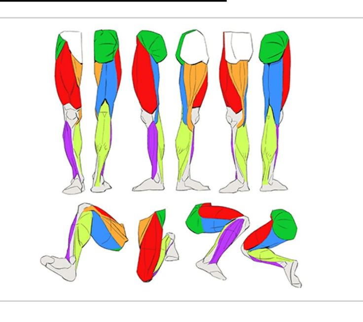 an image of the muscles and their corresponding parts in this exercise manual, with instructions to use