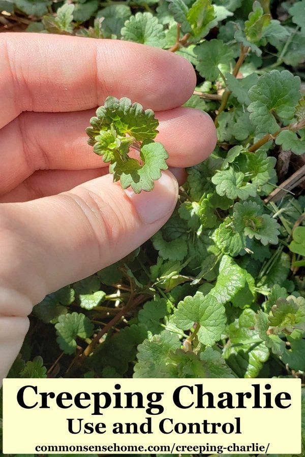 a hand holding a small green plant with the words creeping charlie use and control