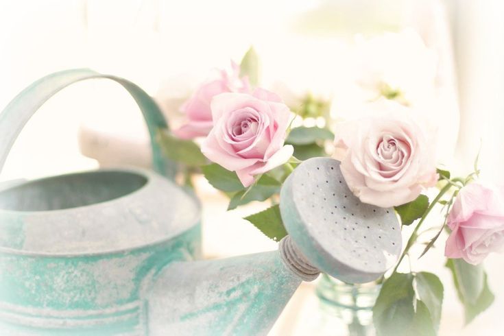 some pink roses are in a blue watering can