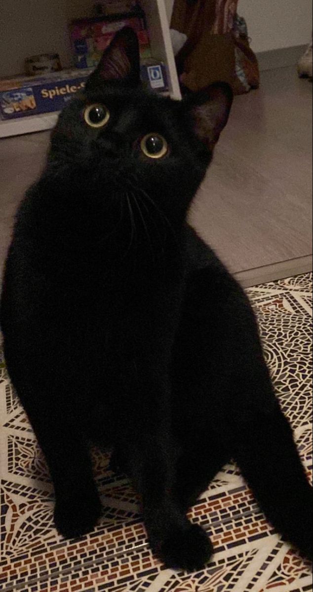 a black cat sitting on top of a rug