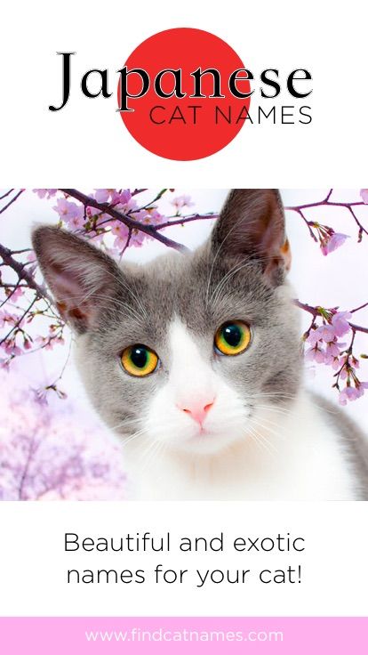 a gray and white cat with yellow eyes sitting in front of a cherry blossom tree