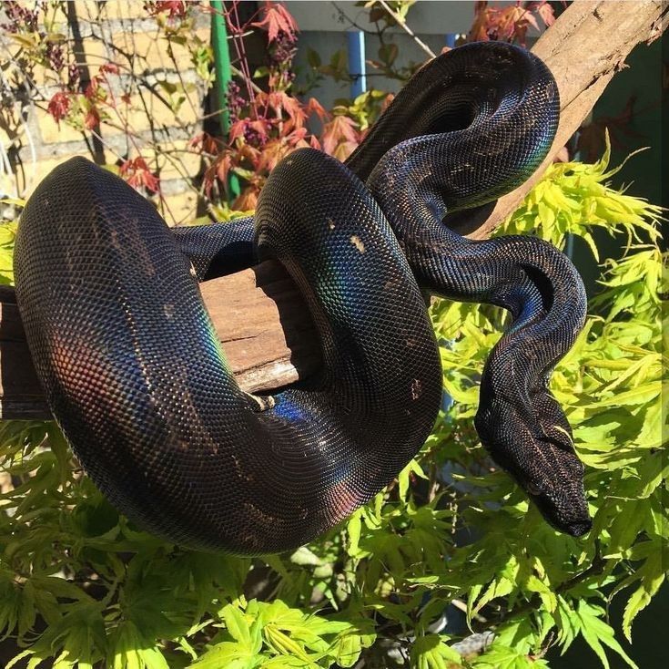 a large black snake hanging from a tree branch