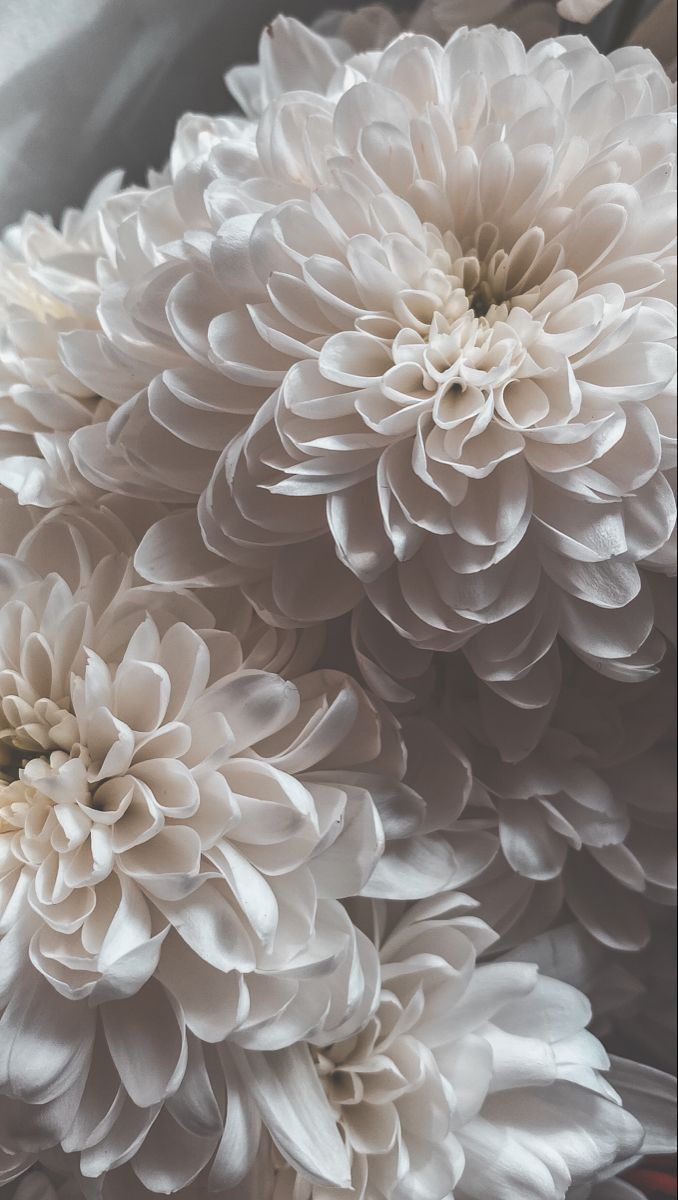 some white flowers are in a glass vase