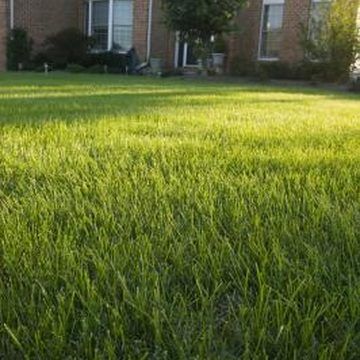 a lawn with grass in front of a house