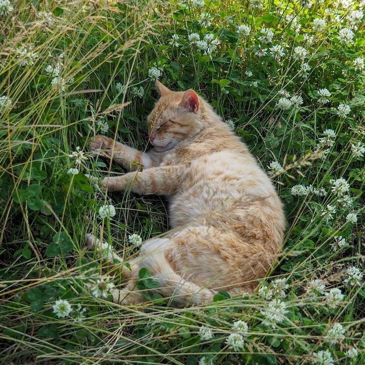 an orange cat is laying in the grass