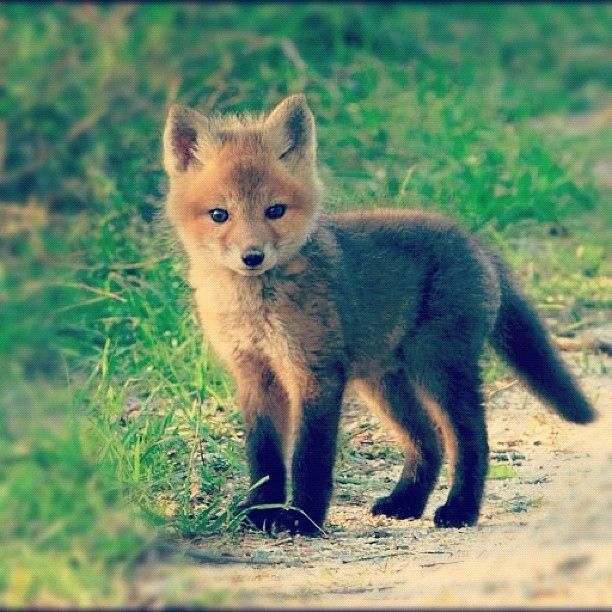 a small fox standing on top of a lush green field