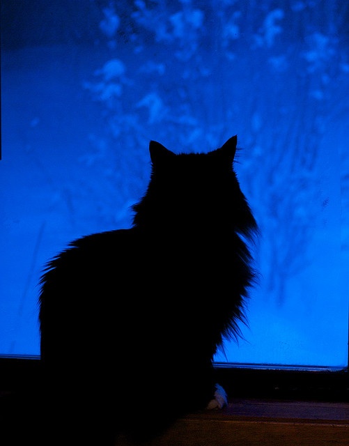 a black cat sitting in front of a blue screen