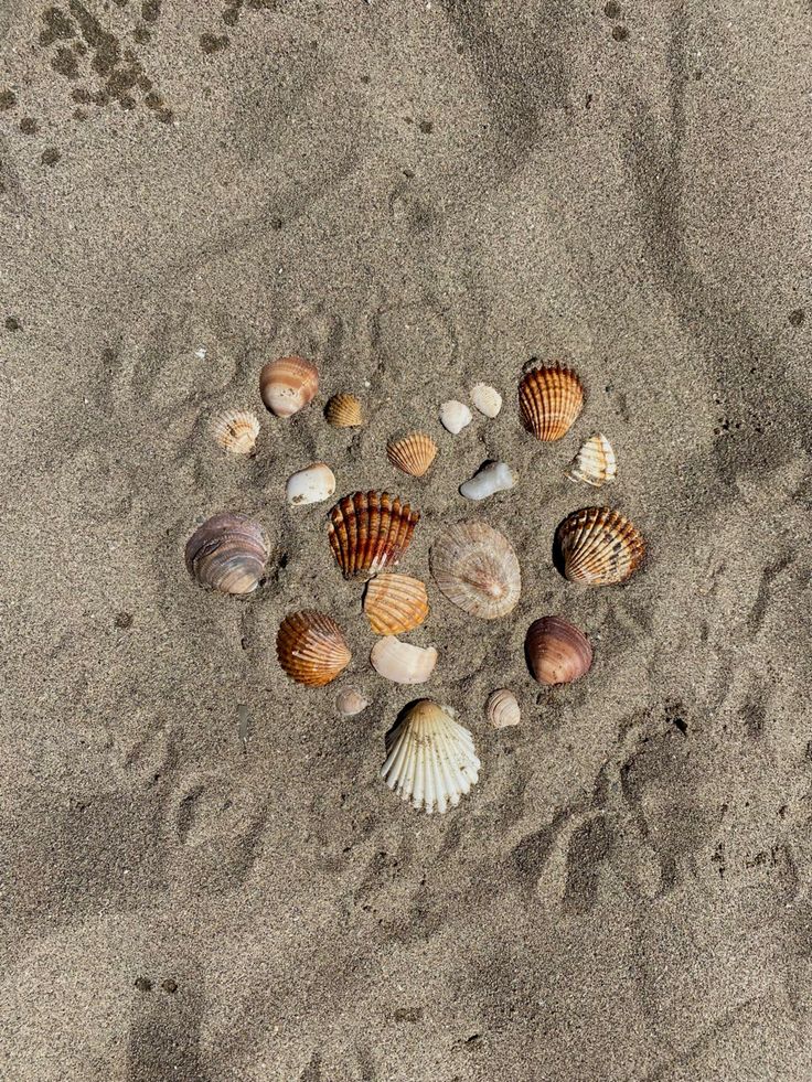 several seashells are arranged in the sand at the ocean's edge, forming a heart