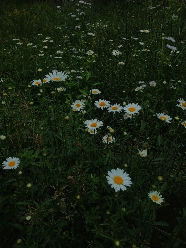 a field full of white and yellow daisies in the evening sun with trees in the background