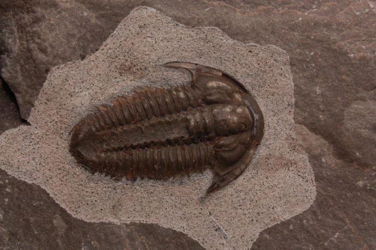 a trilops skeleton is shown in the sand on top of a rock formation