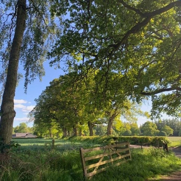 a wooden bench sitting in the middle of a lush green field next to a tree