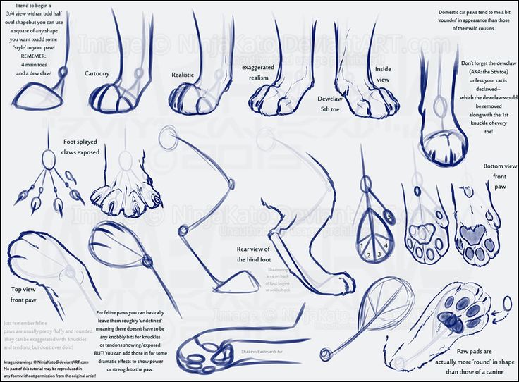 an image of foot and ankle anatomy