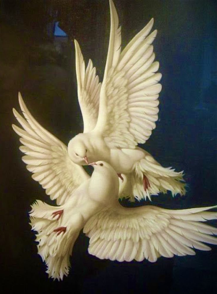 two white doves are flying in the air