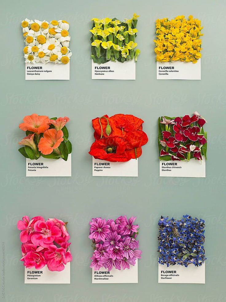 the flowers are arranged in different colors and sizes