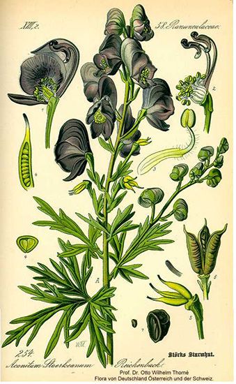 an antique botanical illustration of flowers and leaves