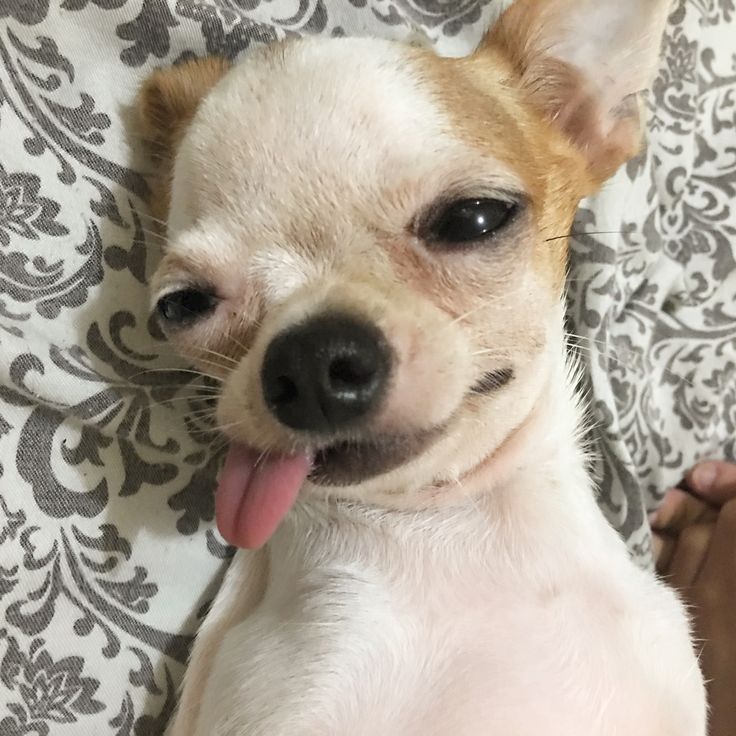 a small white and brown dog laying on top of a bed