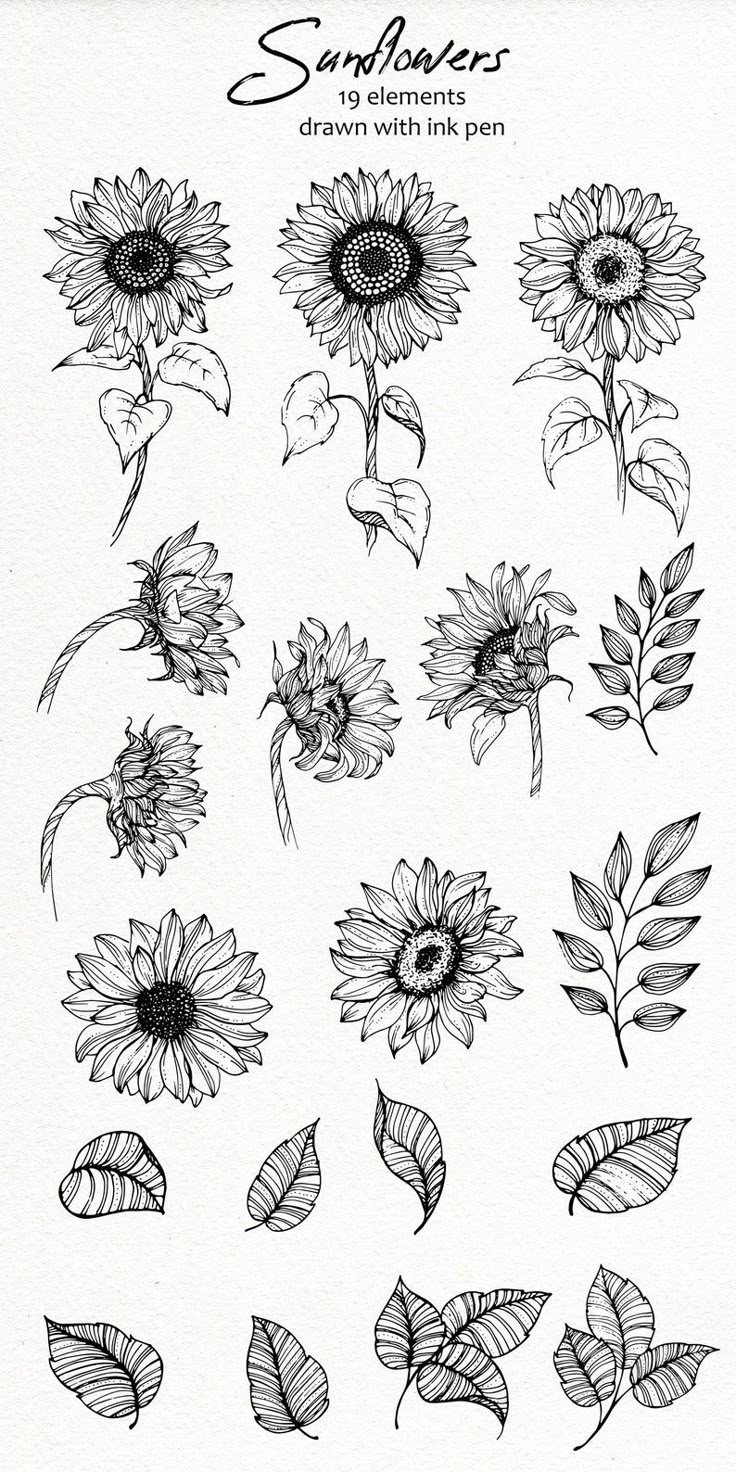 sunflowers drawn with ink on paper