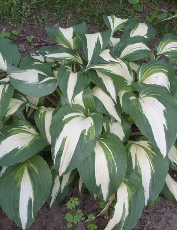 a plant with white and green leaves in the dirt